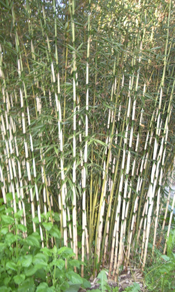 bamboo